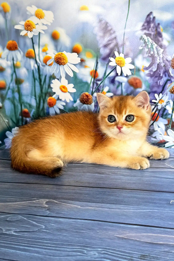 Walker | scottish straight kitten