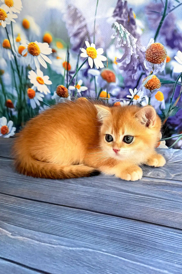 Walker | scottish straight kitten