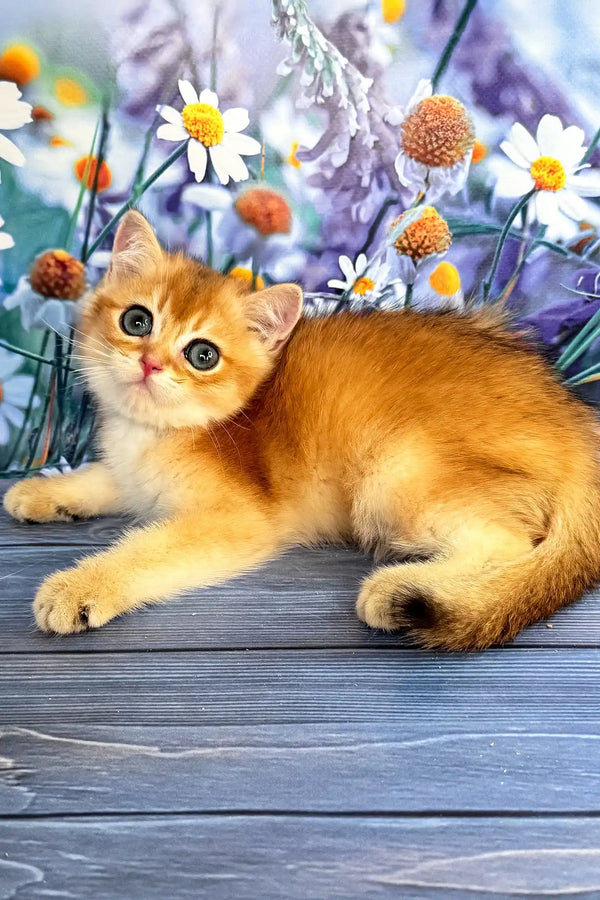 Walker | scottish straight kitten