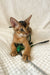 Abyssinian kitten Wally playing with a feather toy on a textured white surface