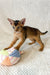 Abyssinian kitten having fun with a colorful yarn ball in Wally’s design