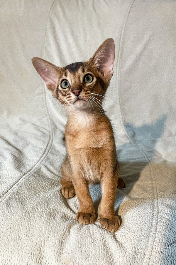 Abyssinian kitten Wally with big ears and curious gaze sitting upright