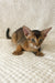 Abyssinian kitten with big ears and bright eyes resting on cozy fabric