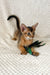 Abyssinian kitten happily playing with a feathered toy from Wally