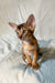 Adorable Abyssinian kitten with big ears and curious expression on soft fabric