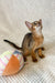 Abyssinian kitten playing joyfully beside a vibrant yarn ball in Wally product