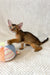 Abyssinian kitten playing joyfully with a vibrant yarn ball in Wally product