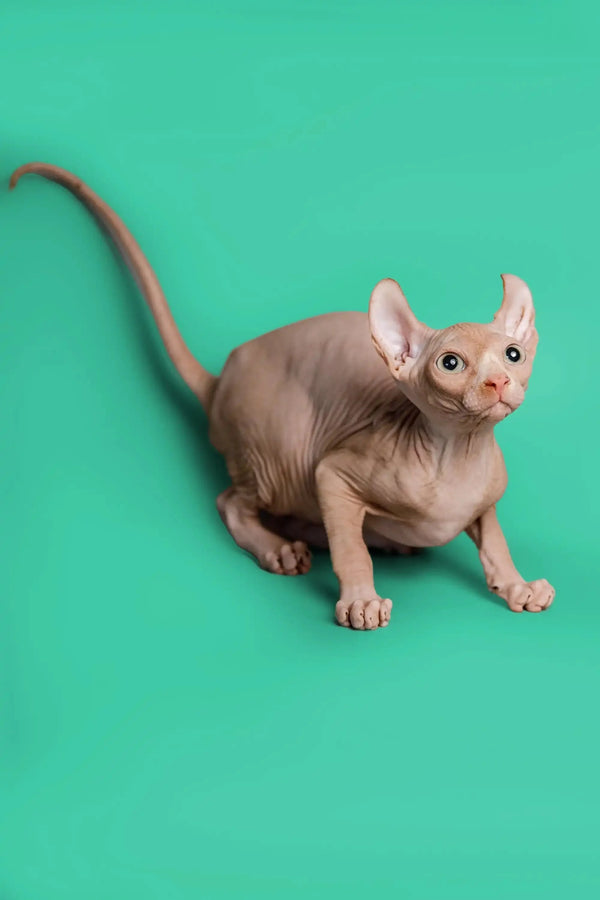 Hairless Sphynx cat with large ears, the unique Elf Kitten named Wally