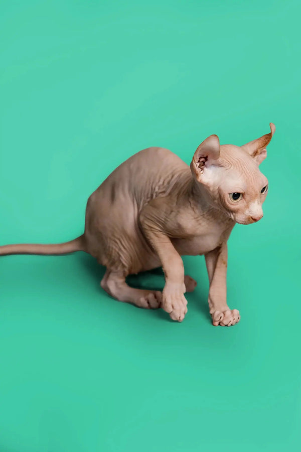 Hairless Sphynx cat with wrinkles and big ears, perfect for a unique Elf Kitten vibe