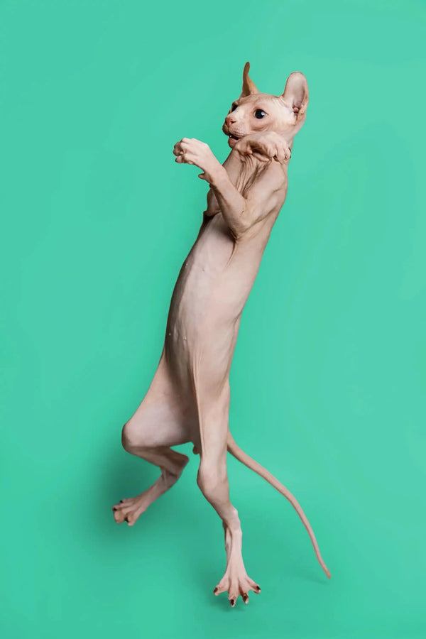 Hairless Elf Kitten standing upright on hind legs with a teal background, showcasing its uniqueness