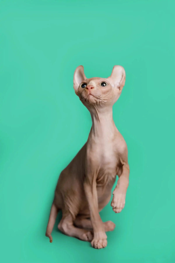 Hairless Sphynx cat sitting upright, showcasing the unique elf kitten charm