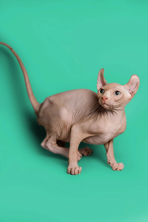 Hairless Sphynx Elf Kitten Wally with wrinkled skin and big ears, a unique elf kitten