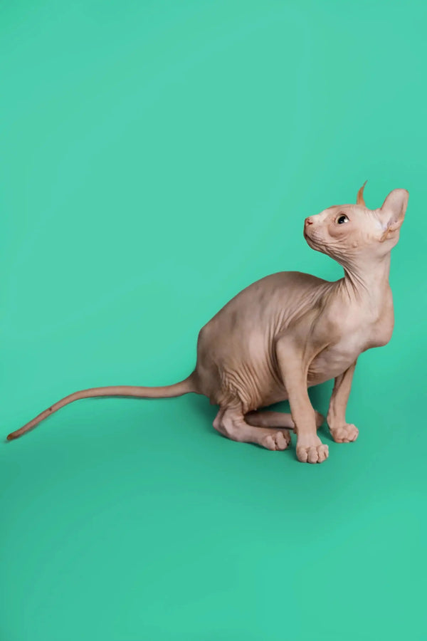 Hairless Sphynx cat in a poised pose, showcasing the unique Elf Kitten style