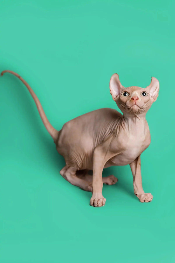 Hairless Sphynx Elf Kitten Wally with wrinkled pink skin and large ears