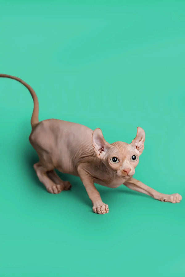 Hairless Sphynx cat crouching with wide eyes, showcasing the unique Elf Kitten vibe