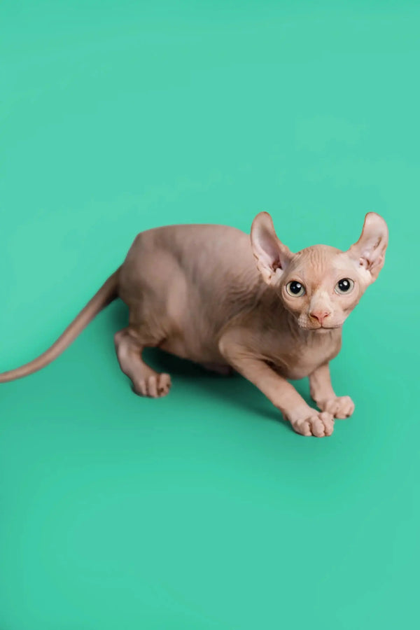 Hairless Sphynx cat with wrinkled skin and big ears, the unique Elf Kitten Wally