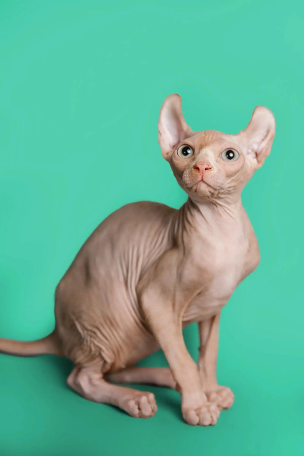 Hairless Sphynx cat with wrinkles and big ears, the unique Elf Kitten Wally
