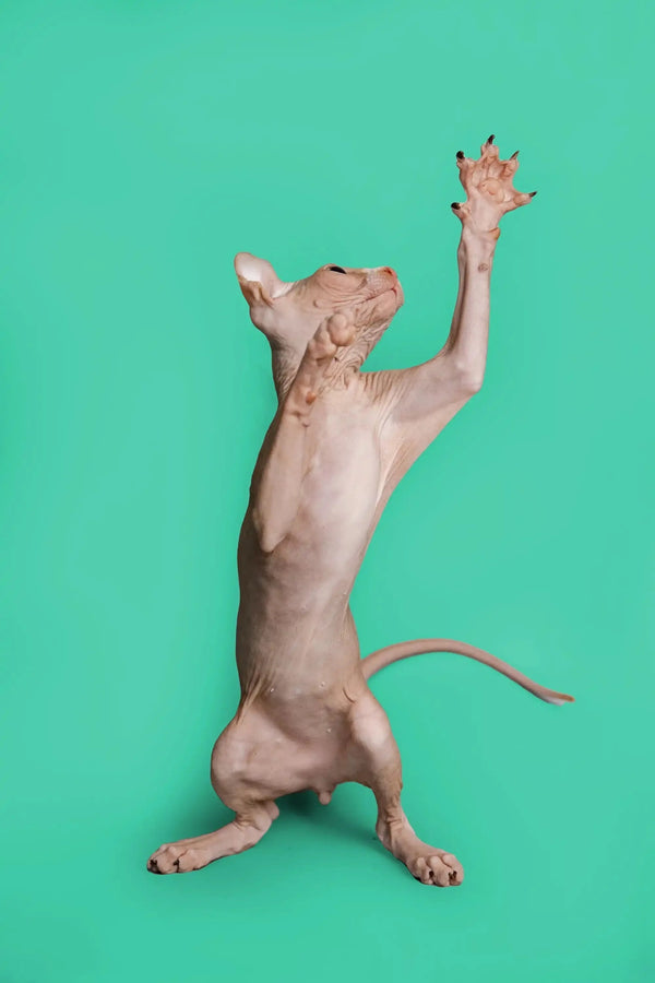 Hairless Elf Kitten standing tall on hind legs with paw raised, showcasing its uniqueness