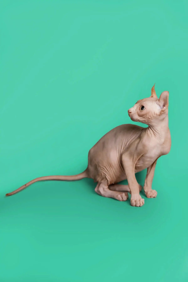 Hairless Sphynx cat with alert posture, the unique Elf Kitten named Wally