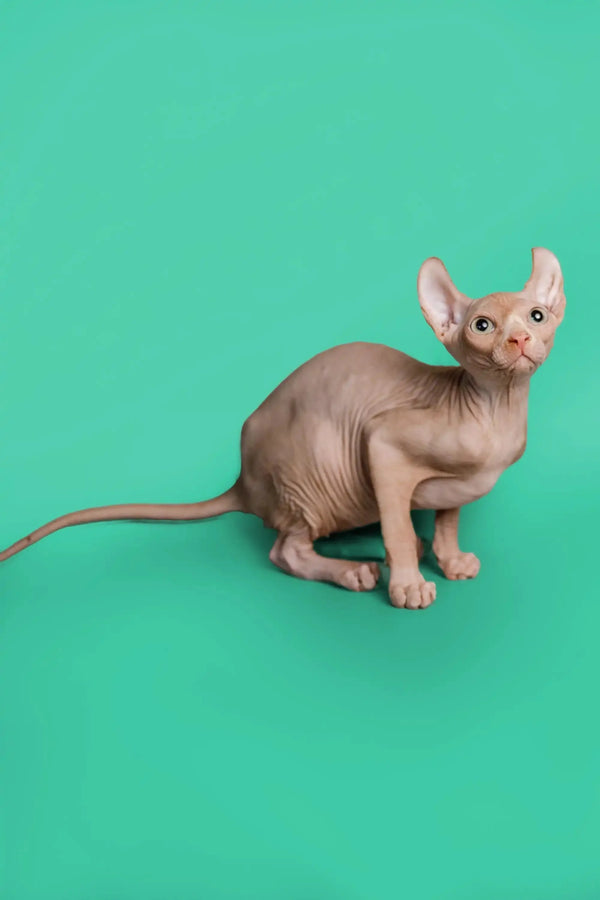 Cute Hairless Sphynx cat with large ears, the adorable Wally Elf Kitten