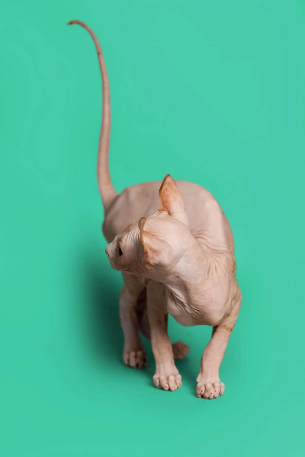 Hairless Elf Kitten with a long tail on a solid background, showcasing its unique look