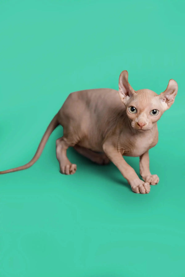 Hairless Sphynx Elf Kitten Wally with wrinkled skin and big ears for unique pet lovers