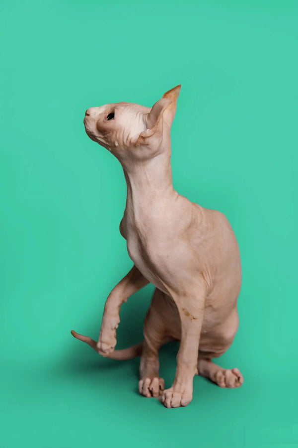 Hairless Sphynx cat sitting upright, showcasing the unique charm of an Elf Kitten