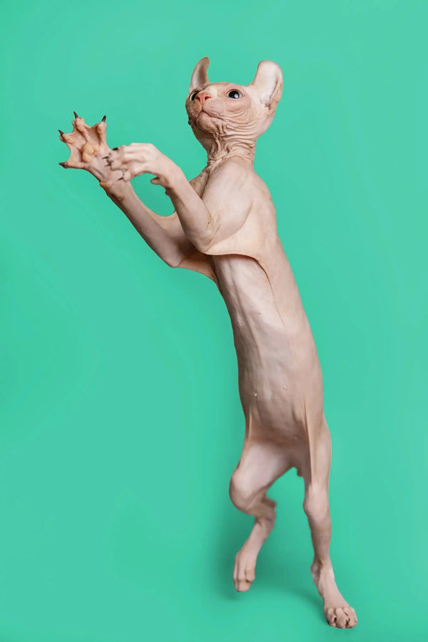 Hairless Elf Kitten standing on hind legs with paws raised, showcasing its unique charm