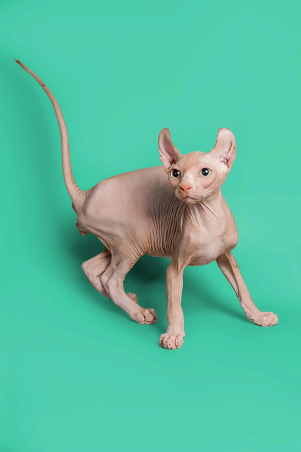 Hairless Sphynx Elf Kitten with wrinkled skin and big ears on plain background
