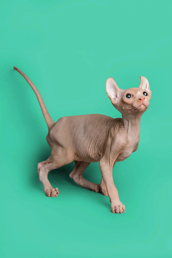 Adorable Hairless Sphynx Elf Kitten with big ears and wrinkled skin on a plain background