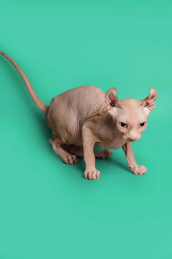 Hairless Sphynx cat with big ears, a unique Elf Kitten ready for cuddles