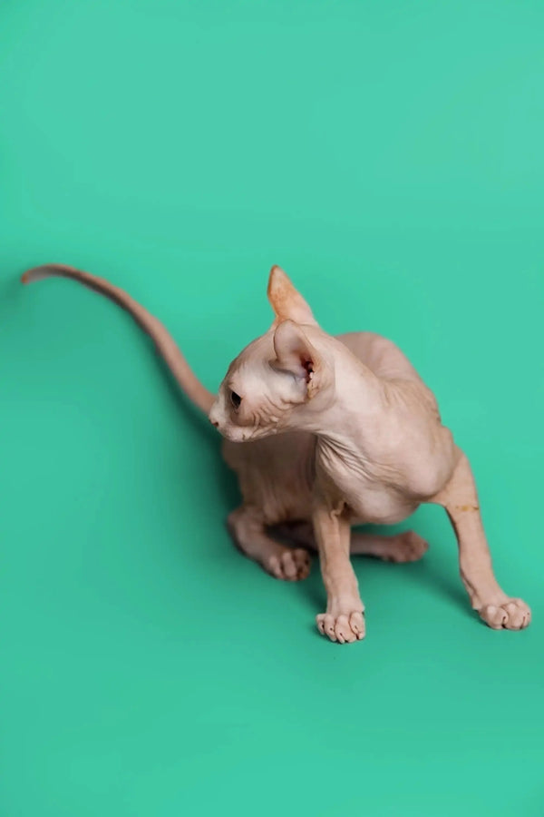 Cute Hairless Elf Kitten with wrinkled skin and a long tail sitting cutely