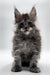 Fluffy gray Maine Coon kitten with ear tufts, perfect for cat lovers wanting Maine Coon cuteness