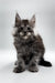 Fluffy gray Maine Coon kitten with ear tufts, perfect for Maine Coon lovers