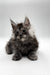 Fluffy gray Maine Coon kitten with tufted ears looking serious, perfect for Maine Coon lovers