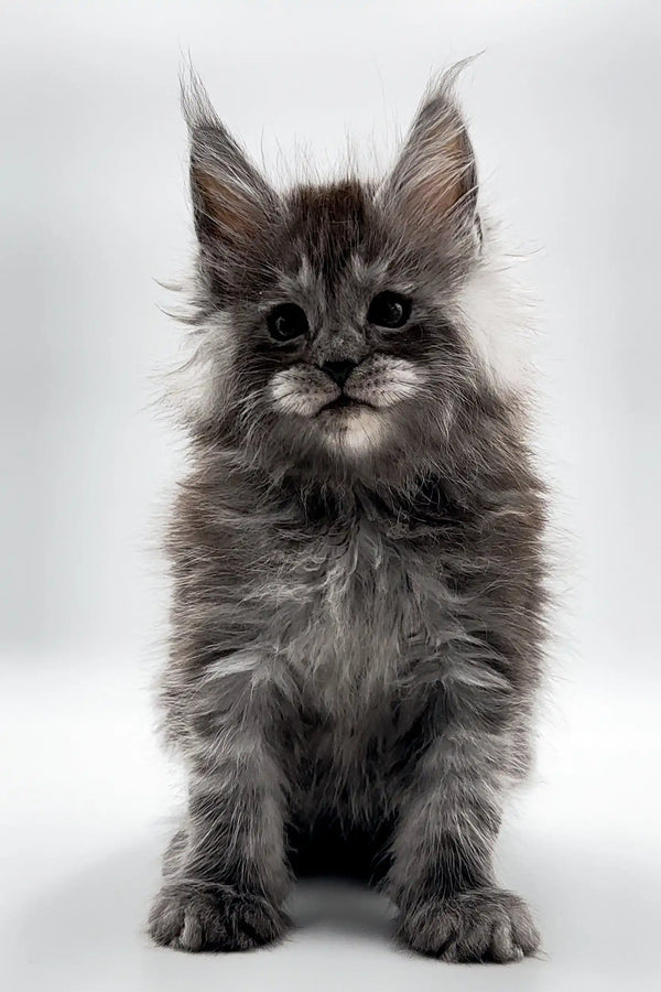 Fluffy gray Maine Coon kitten with ear tufts, perfect for black smoke enthusiasts