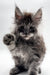 Fluffy gray Maine Coon kitten with one paw raised ready for playtime