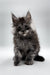 Fluffy gray Maine Coon kitten with tufted ears and a curious look