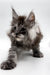 Fluffy gray and white Maine Coon kitten with ear tufts, perfect for your family