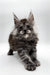 Fluffy gray Maine Coon kitten with ear tufts, perfect for your family and home