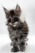 Fluffy gray Maine Coon kitten with ear tufts from Walt’s Maine Coon collection