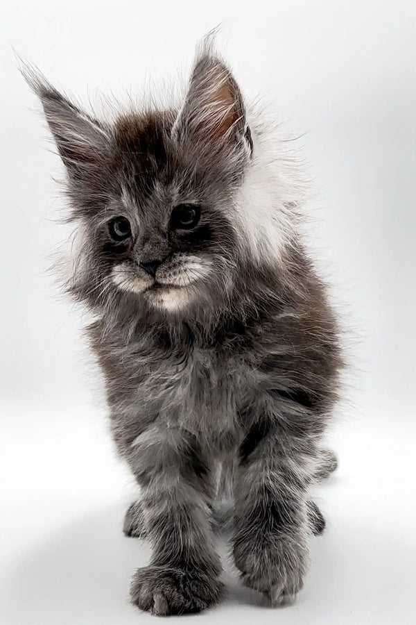 Fluffy gray Maine Coon kitten with ear tufts from Walt’s Maine Coon collection