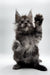 Fluffy gray Maine Coon kitten on hind legs, showcasing its playful spirit