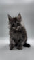 Fluffy gray Maine Coon kitten with pointed ears and a curious look for Walt product