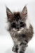 Fluffy gray Maine Coon kitten with big ears and bright eyes, perfect for any cat lover