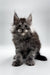 Fluffy gray Maine Coon kitten with ear tufts in Walt, perfect for cat lovers!