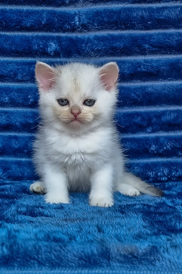 Walter | scottish straight kitten