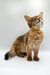 Fluffy orange Walter Somali Kitten with a yellow collar gazing upward