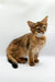 Adorable Walter Somali Kitten with fluffy brown fur, alert eyes, and pointed ears