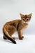 Adorable Walter Somali Kitten with tawny fur and big ears ready for cuddles